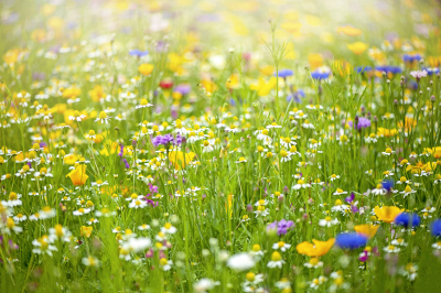 Field-of-wildflowers.jpg