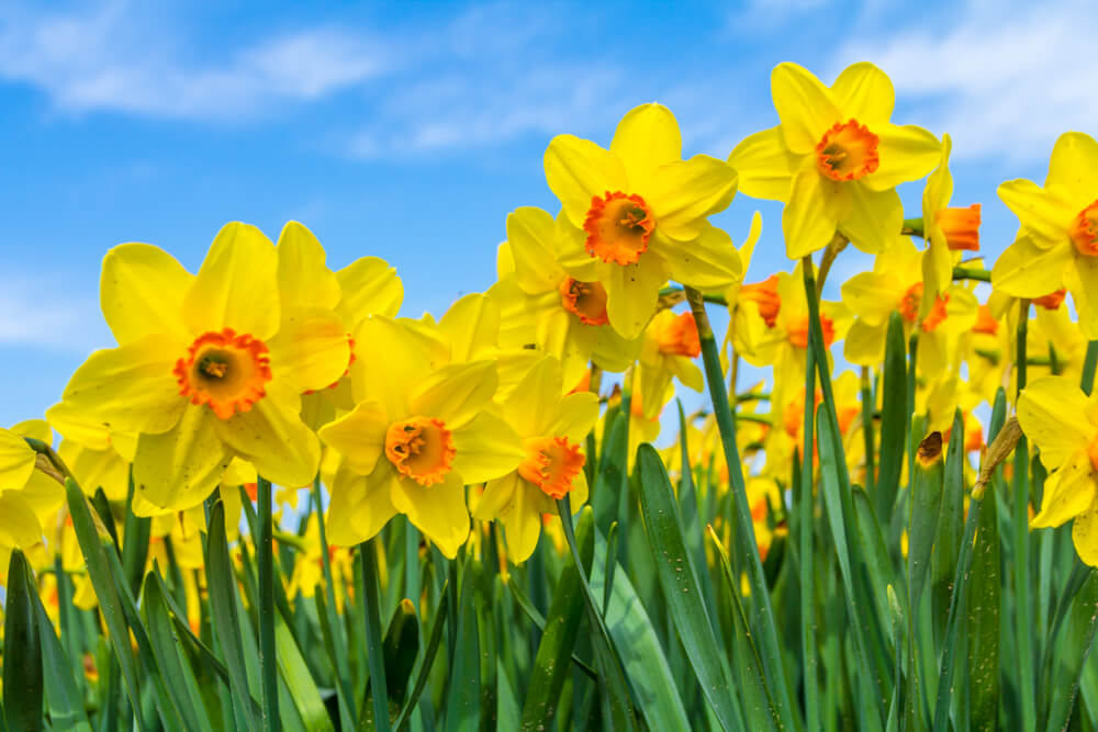 Bright yellow daffodils with blue sky background