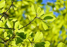 Persian oak green leaves with the sun shining through